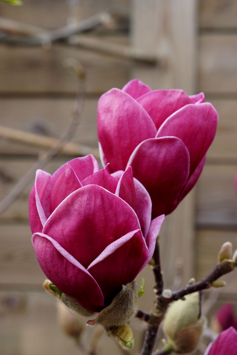 Magnolia 'Genie' ® Magnolie