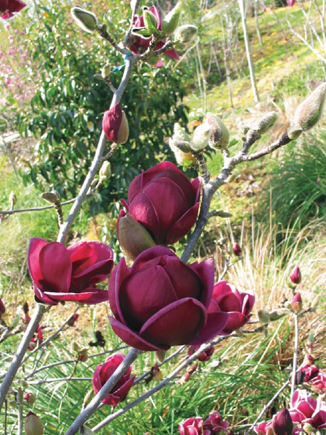 Magnolia 'Genie' ® (Magnolie)