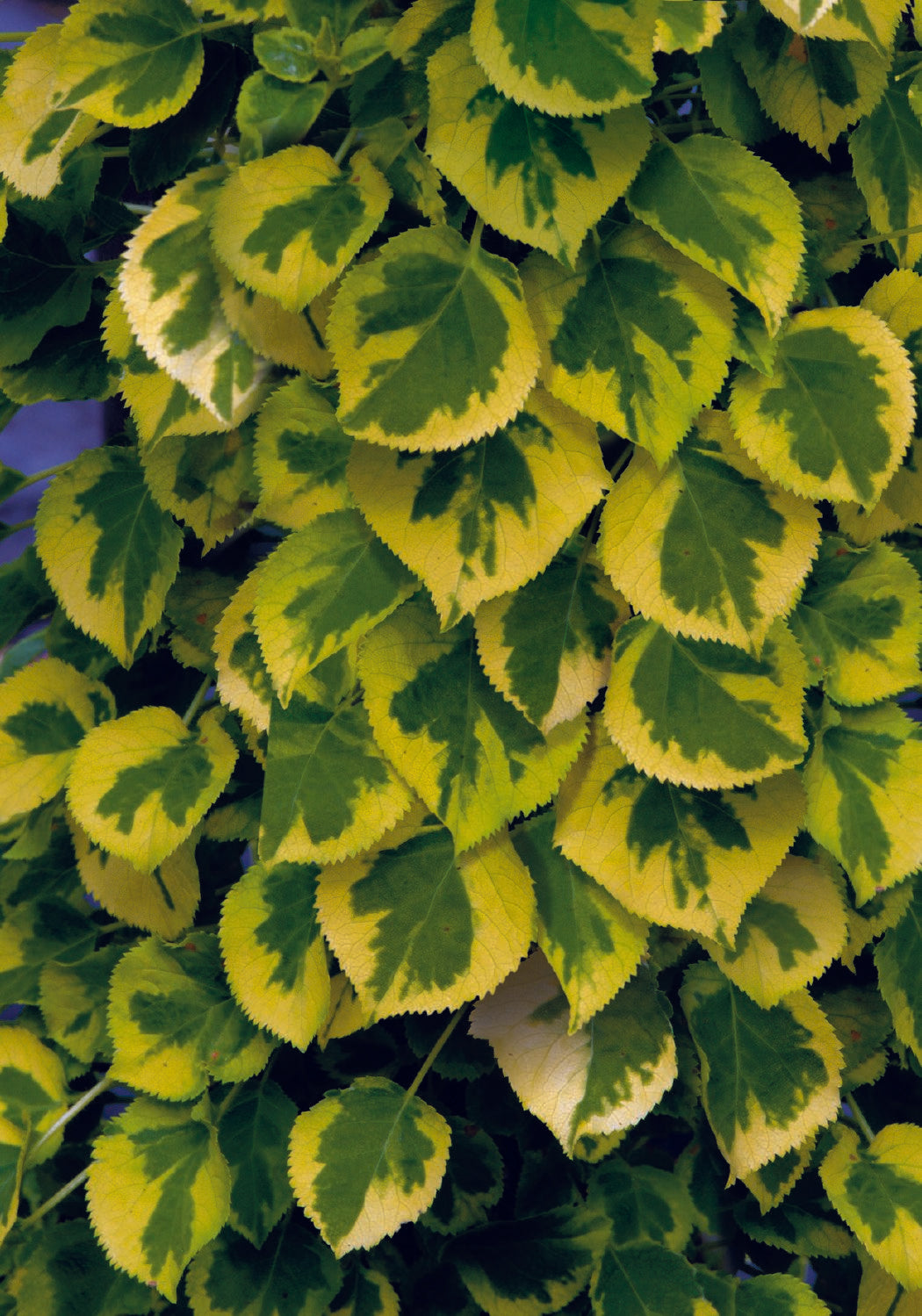 Hydrangea petiolaris 'Miranda' Panaschierte Kletterhortensie