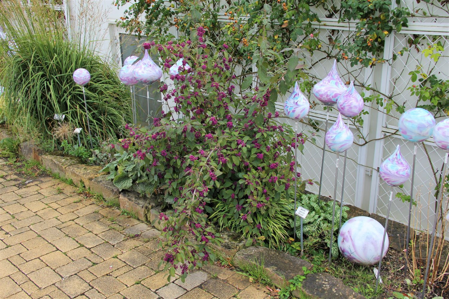 Callicarpa bodinieri 'Profusion' (Schönfrucht; Liebesperlenstrauch)