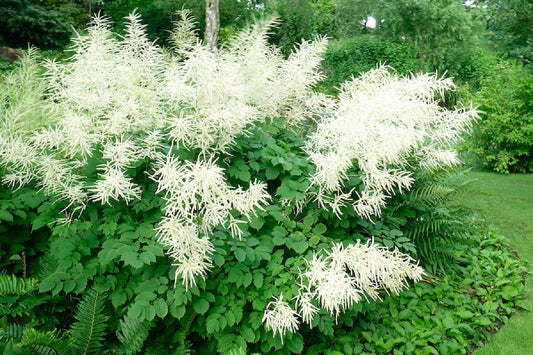 Aruncus dioicus Hoher Wald-Geißbart