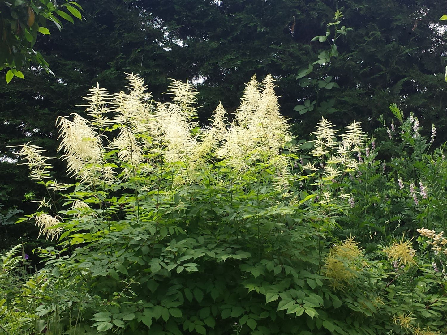 Aruncus dioicus (Hoher Wald-Geißbart)