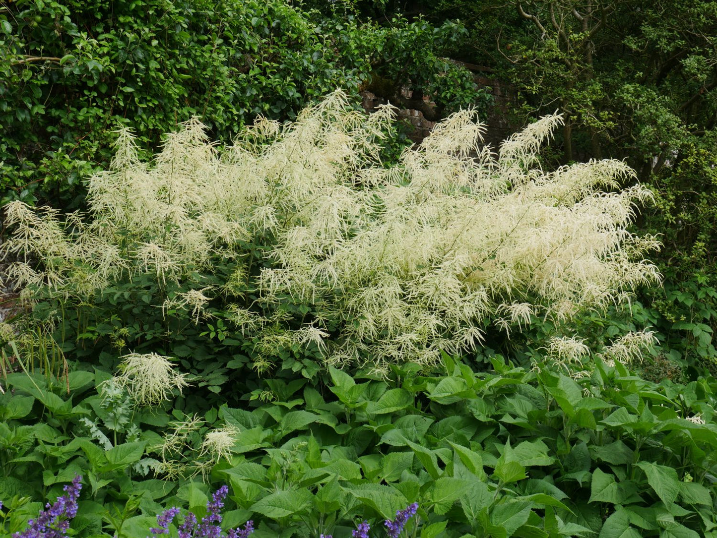 Aruncus dioicus (Hoher Wald-Geißbart)