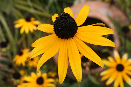 Rudbeckia fulgida var. sullivantii 'Goldsturm' Leuchtender Sonnenhut