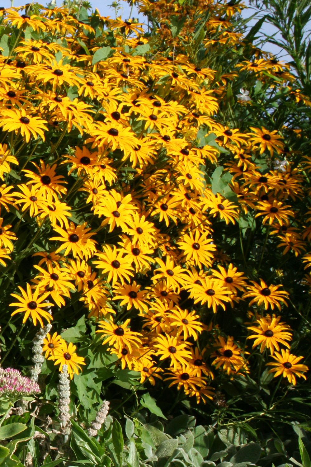Rudbeckia fulgida var. sullivantii 'Goldsturm' (Leuchtender Sonnenhut)