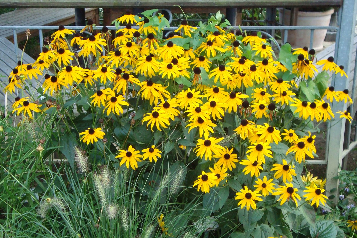 Rudbeckia fulgida var. deamii Deams Sonnenhut