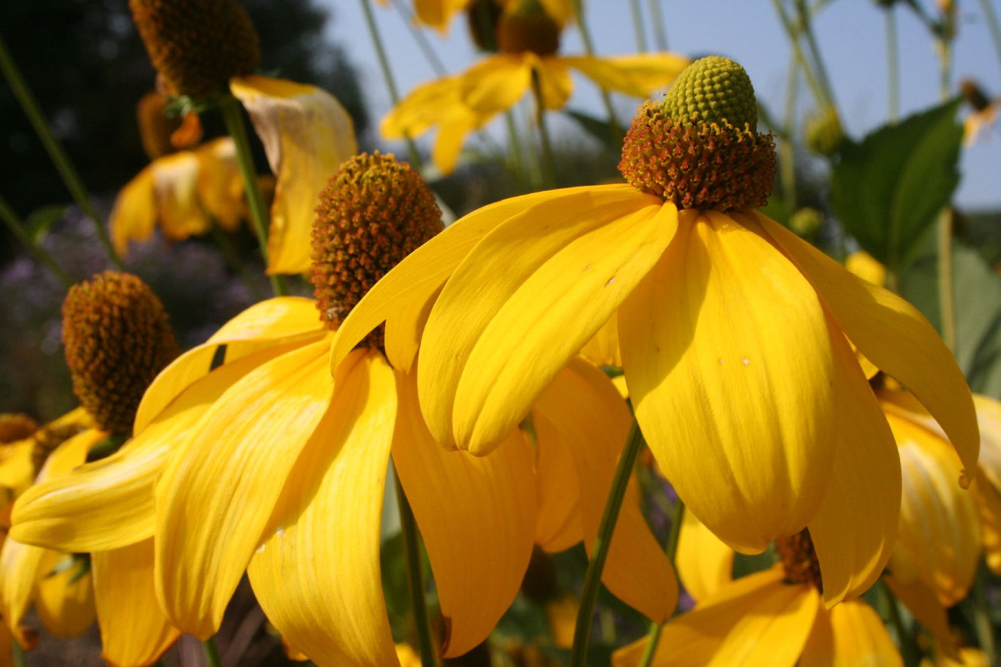Rudbeckia nitida 'Herbstsonne' Garten-Fallschirm-Sonnenhut
