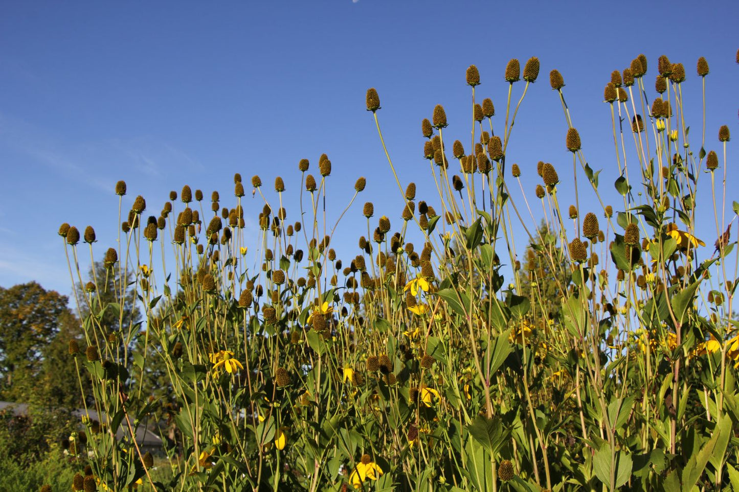Rudbeckia nitida 'Herbstsonne' (Garten-Fallschirm-Sonnenhut)