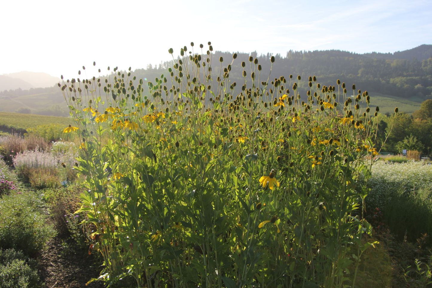 Rudbeckia nitida 'Herbstsonne' (Garten-Fallschirm-Sonnenhut)