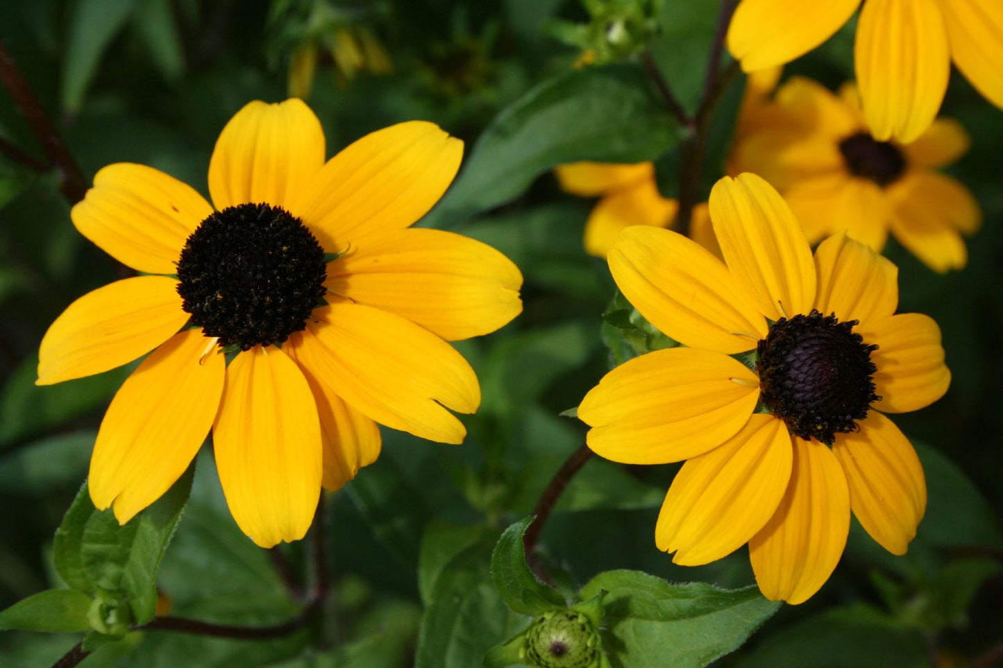 Rudbeckia triloba Dreilappiger Sonnenhut