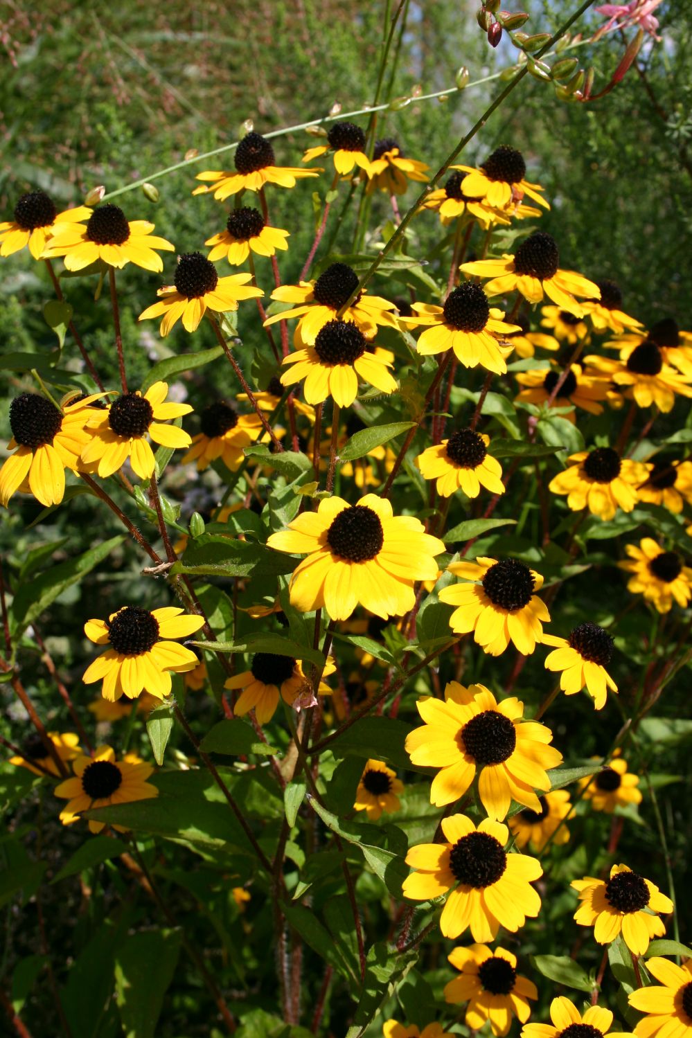 Rudbeckia triloba (Dreilappiger Sonnenhut)
