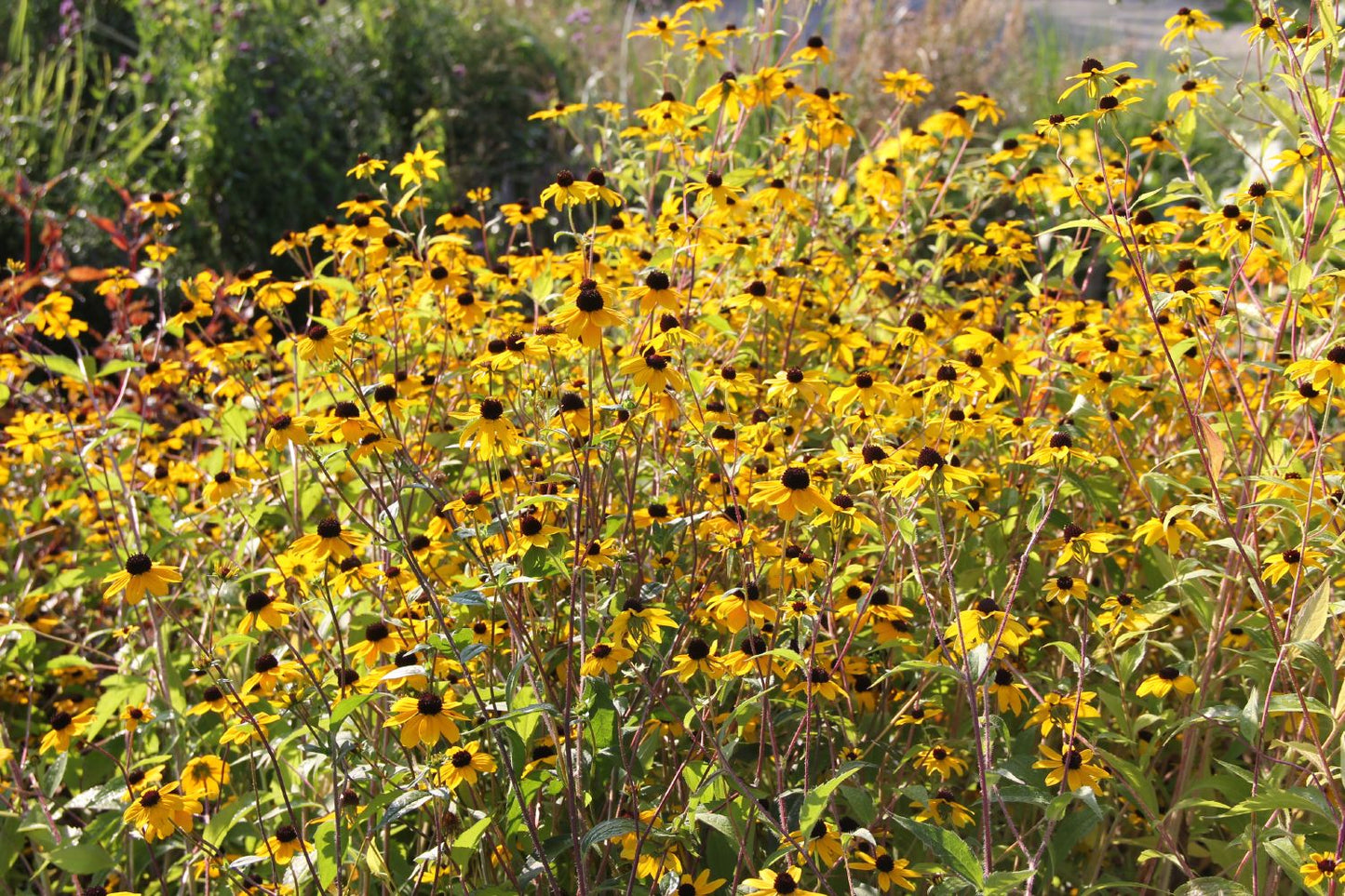 Rudbeckia triloba (Dreilappiger Sonnenhut)