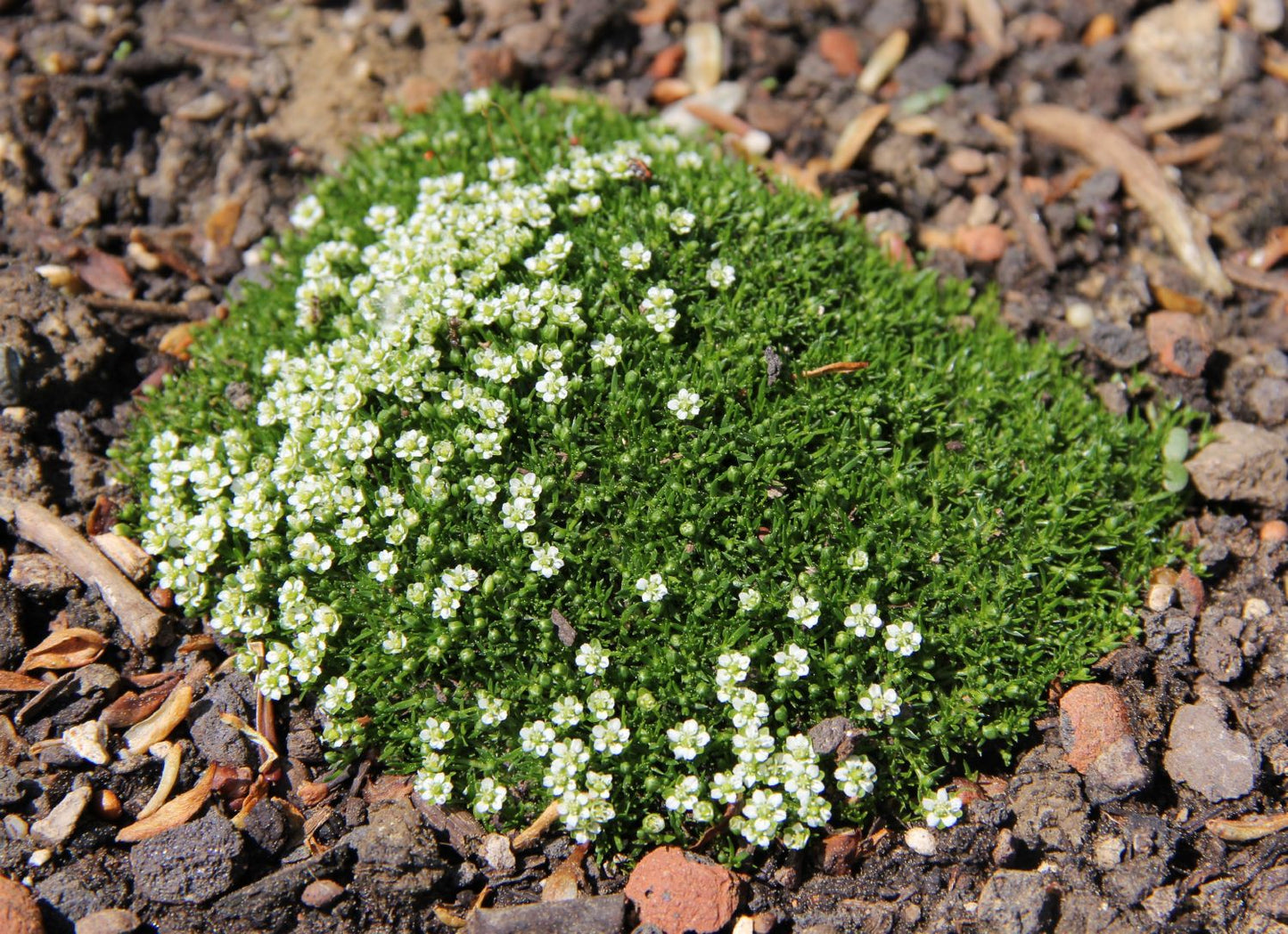 Sagina subulata Pfriemen-Mastkraut