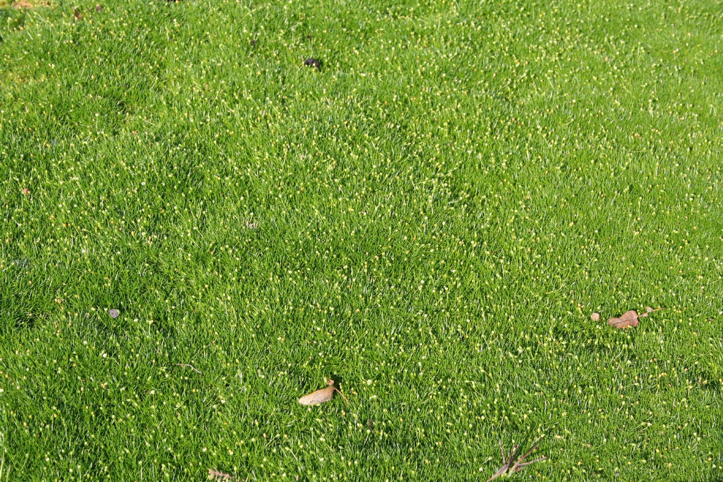 Sagina subulata (Pfriemen-Mastkraut)