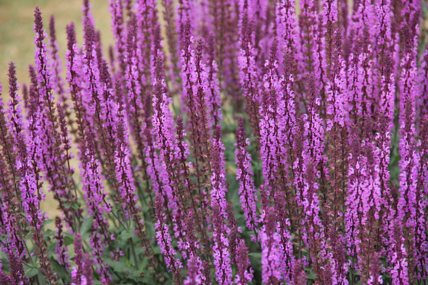 Salvia nemorosa 'Amethyst' Ziersalbei