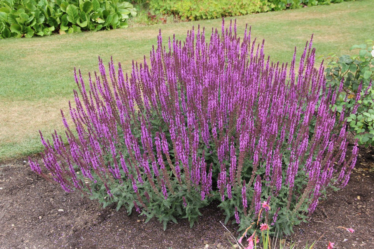 Salvia nemorosa 'Amethyst' (Ziersalbei)