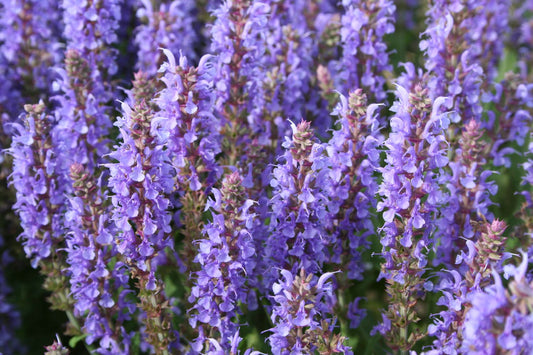 Salvia nemorosa 'Blauhügel' Ziersalbei