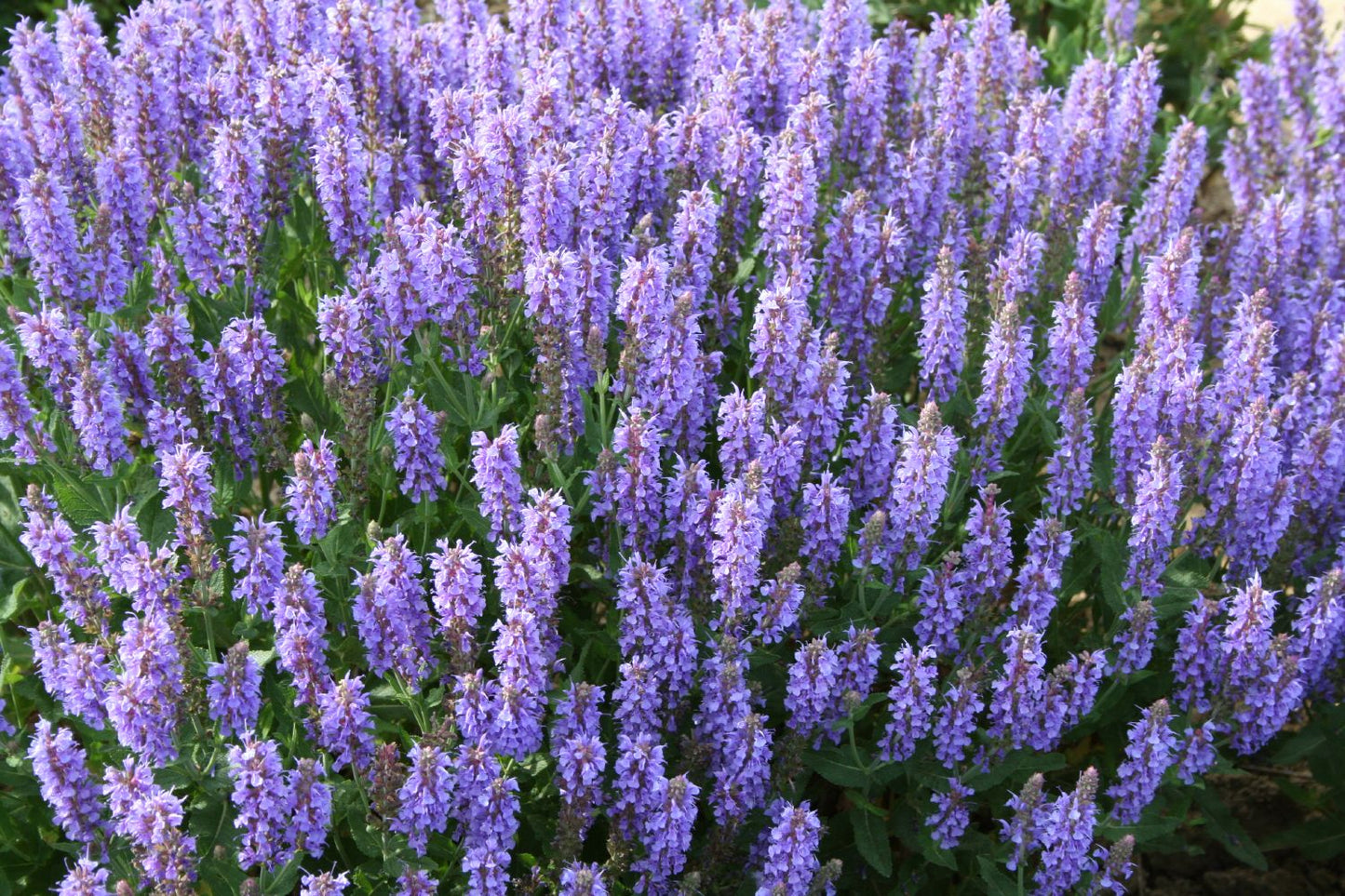Salvia nemorosa 'Blauhügel' (Ziersalbei)