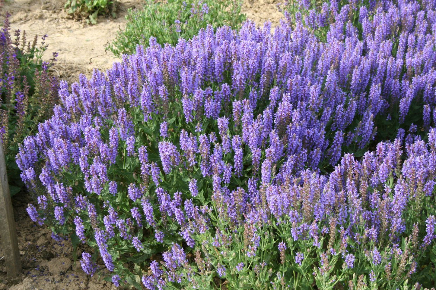 Salvia nemorosa 'Blauhügel' (Ziersalbei)
