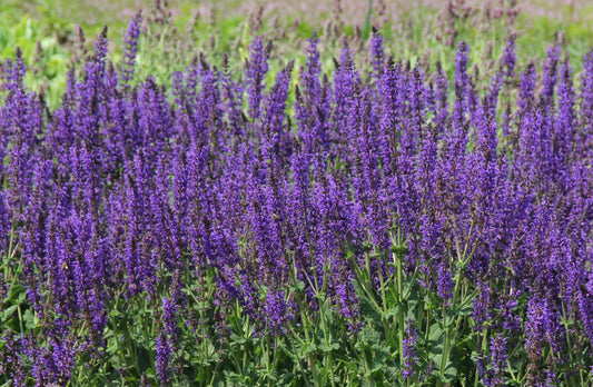 Salvia nemorosa 'Mainacht' Ziersalbei | Steppensalbei