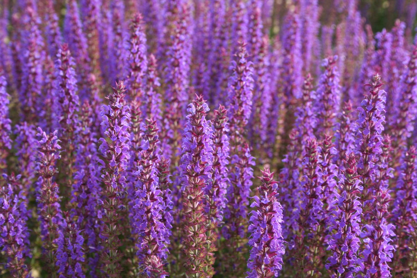 Salvia nemorosa 'Ostfriesland' Ziersalbei