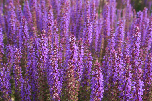 Salvia nemorosa 'Ostfriesland' Ziersalbei