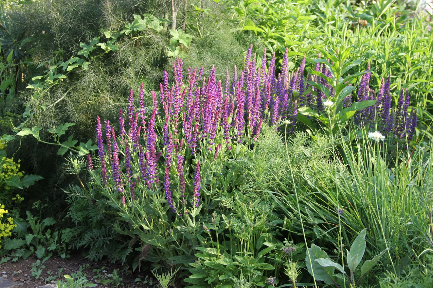 Salvia nemorosa 'Ostfriesland' (Ziersalbei)