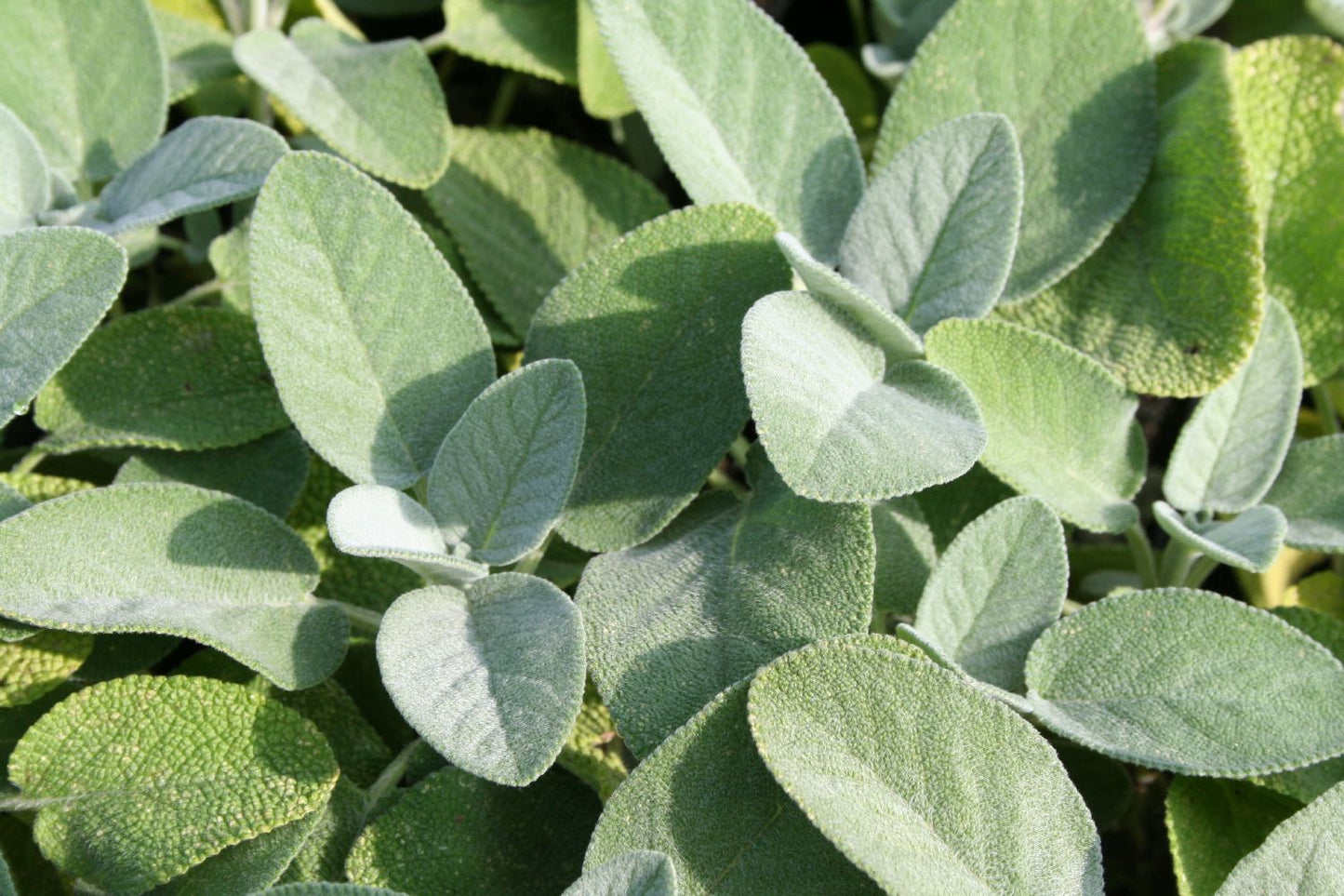 Salvia officinalis 'Berggarten' Garten-Salbei