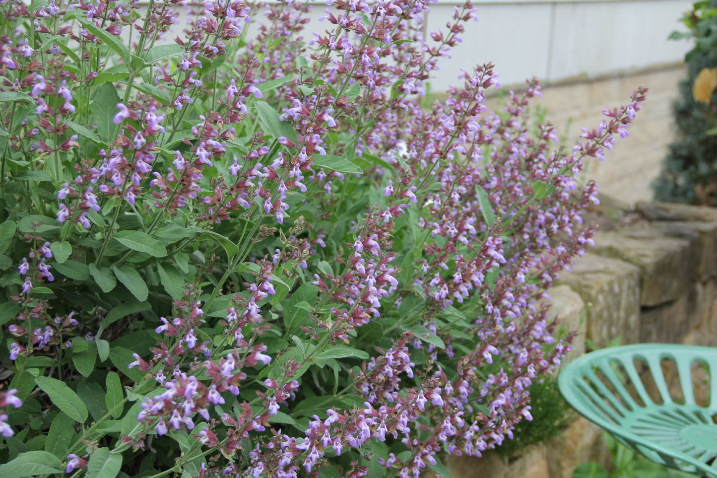 Salvia officinalis 'Berggarten' (Garten-Salbei)