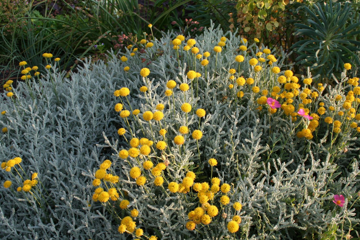 Santolina chamaecyparissus (Silbrigblättriges Heiligenkraut) Santolina chamaecyparissus (Silbrigblättriges Heiligenkraut)