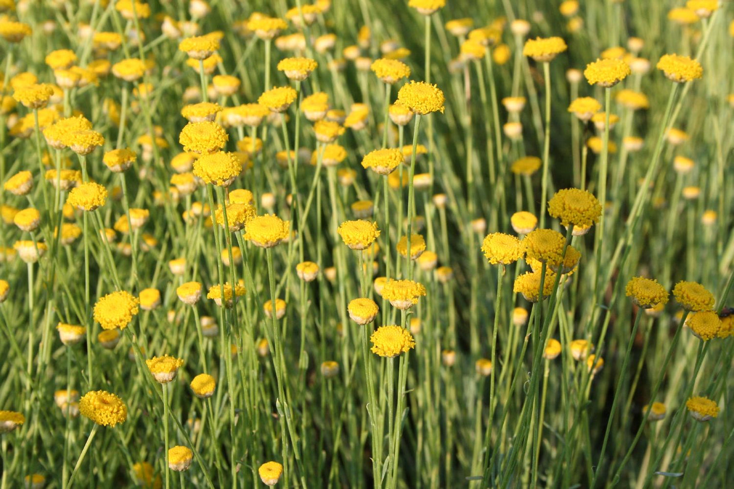 Santolina rosmarinifolia Grünblättriges Heiligenkraut