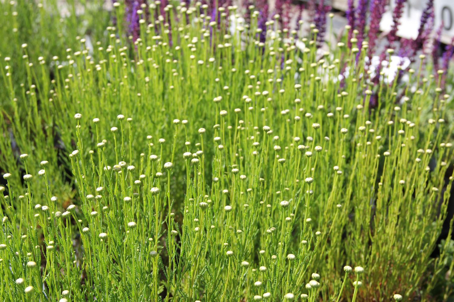 Santolina rosmarinifolia (Grünblättriges Heiligenkraut) Santolina rosmarinifolia (Grünblättriges Heiligenkraut)