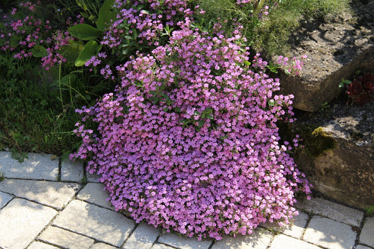 Saponaria ocymoides Kissen-Seifenkraut