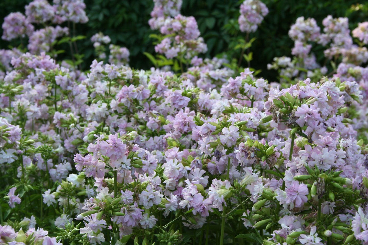 Saponaria officinalis 'Rosea Plena' (Gefülltblühendes Seifenkraut)