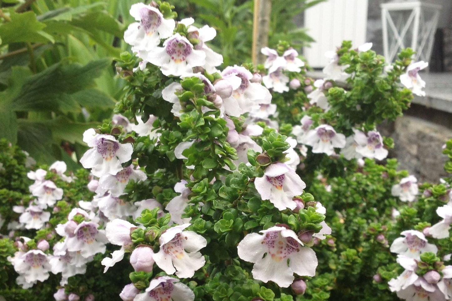 Prostanthera cuneata Australische Strauchminze