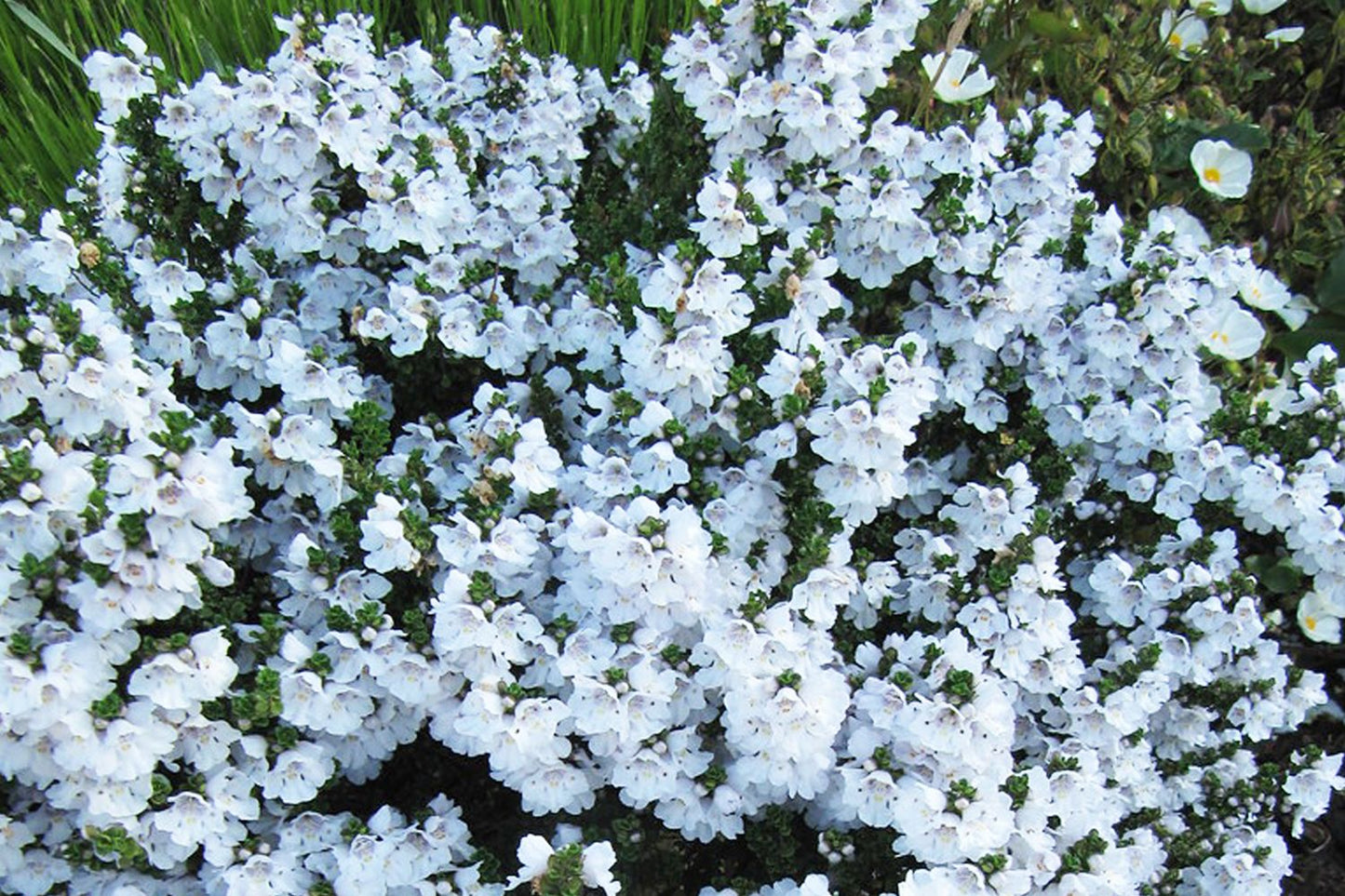 Prostanthera cuneata (Australische Strauchminze)