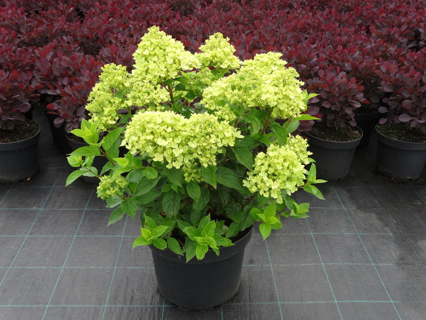 Hydrangea paniculata 'Little Lime' ® Rispenhortensie