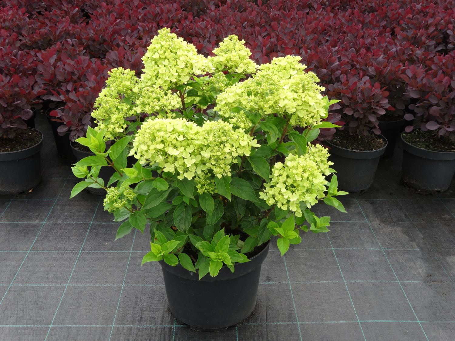 Hydrangea paniculata 'Little Lime' ® Rispenhortensie