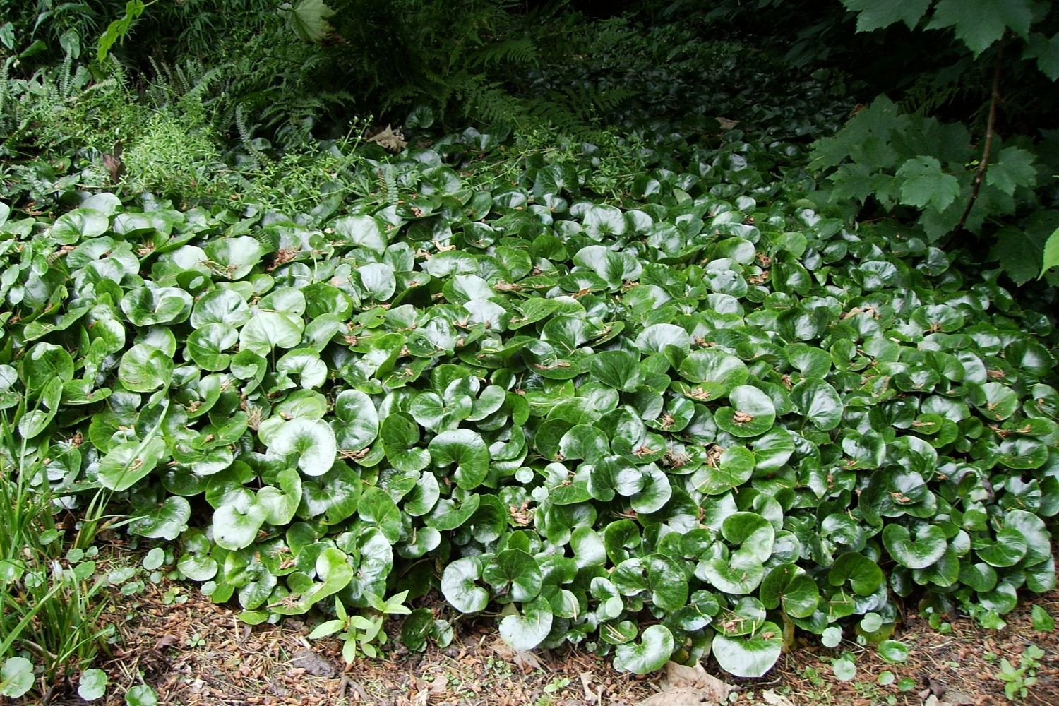 Asarum europaeum Gewöhnlicher Haselwurz