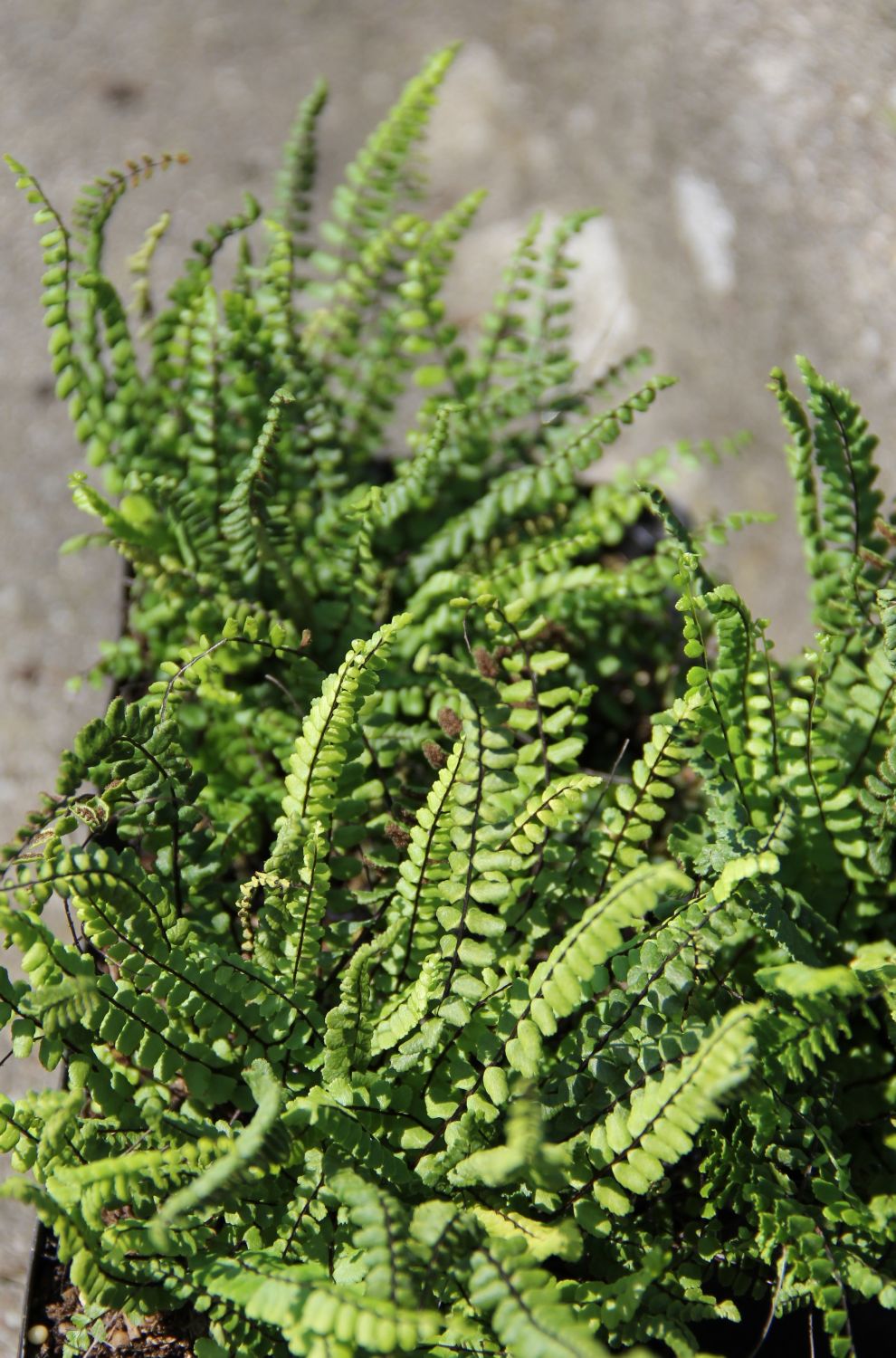 Asplenium trichomanes Braunstieliger Streifenfarn