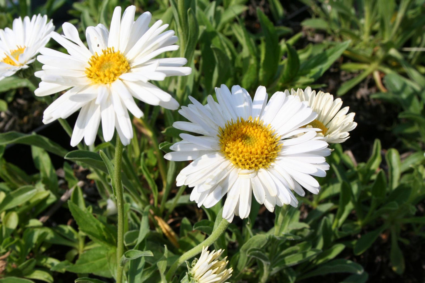 Aster alpinus 'Albus' Niedrige Gartenaster
