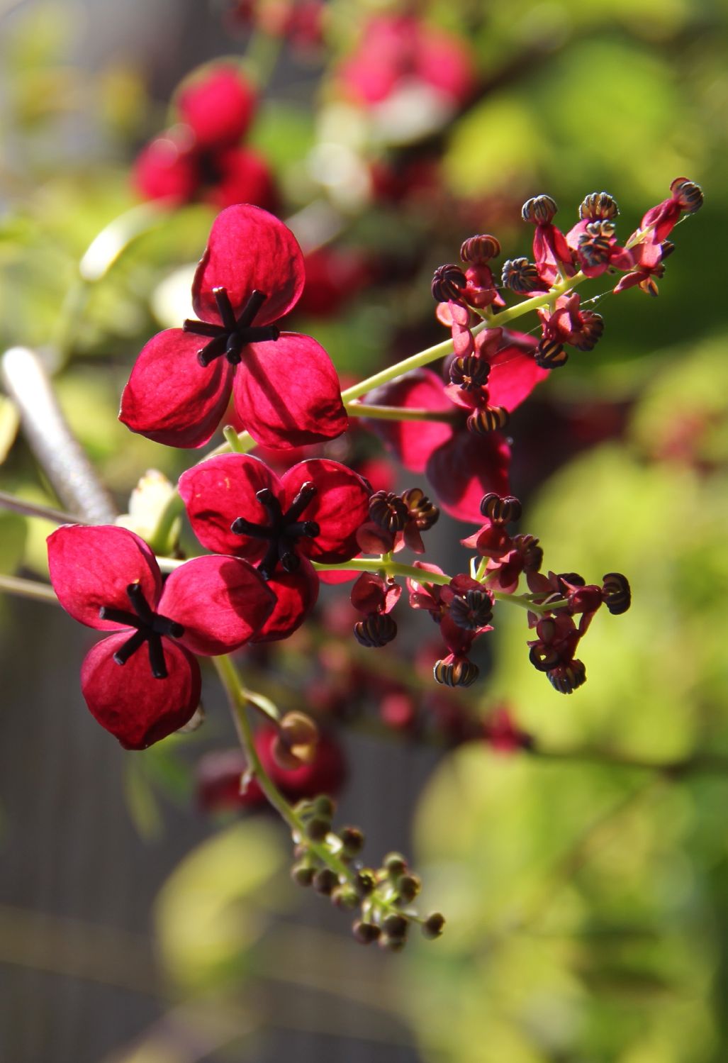 Akebia quinata Schokoladenwein