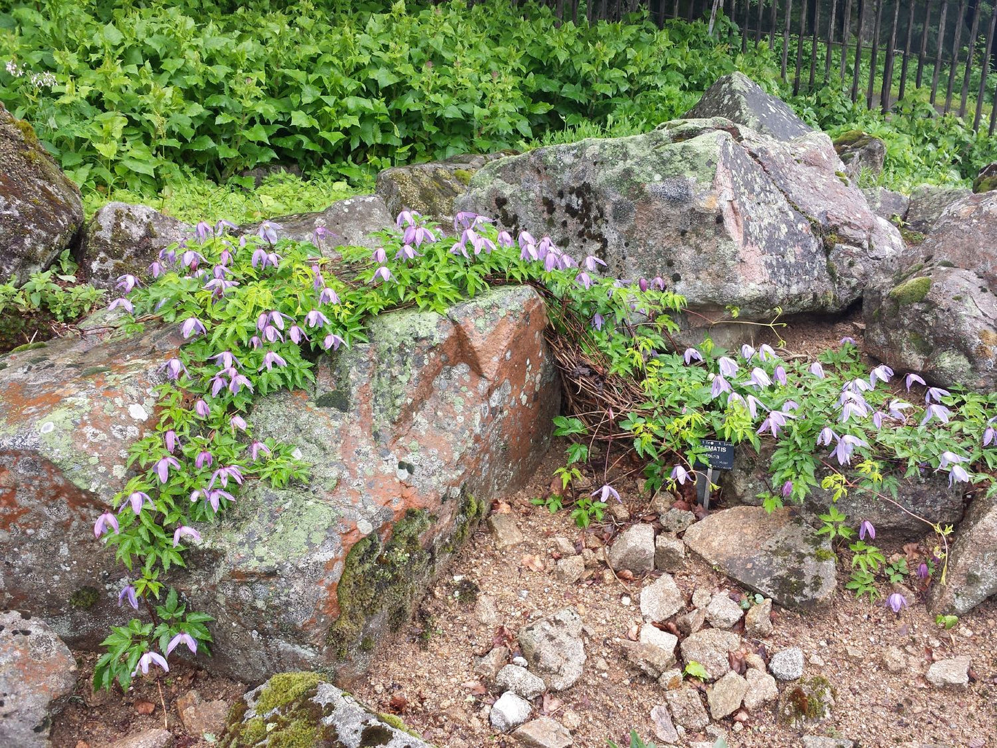 Clematis alpina Alpen-Waldrebe