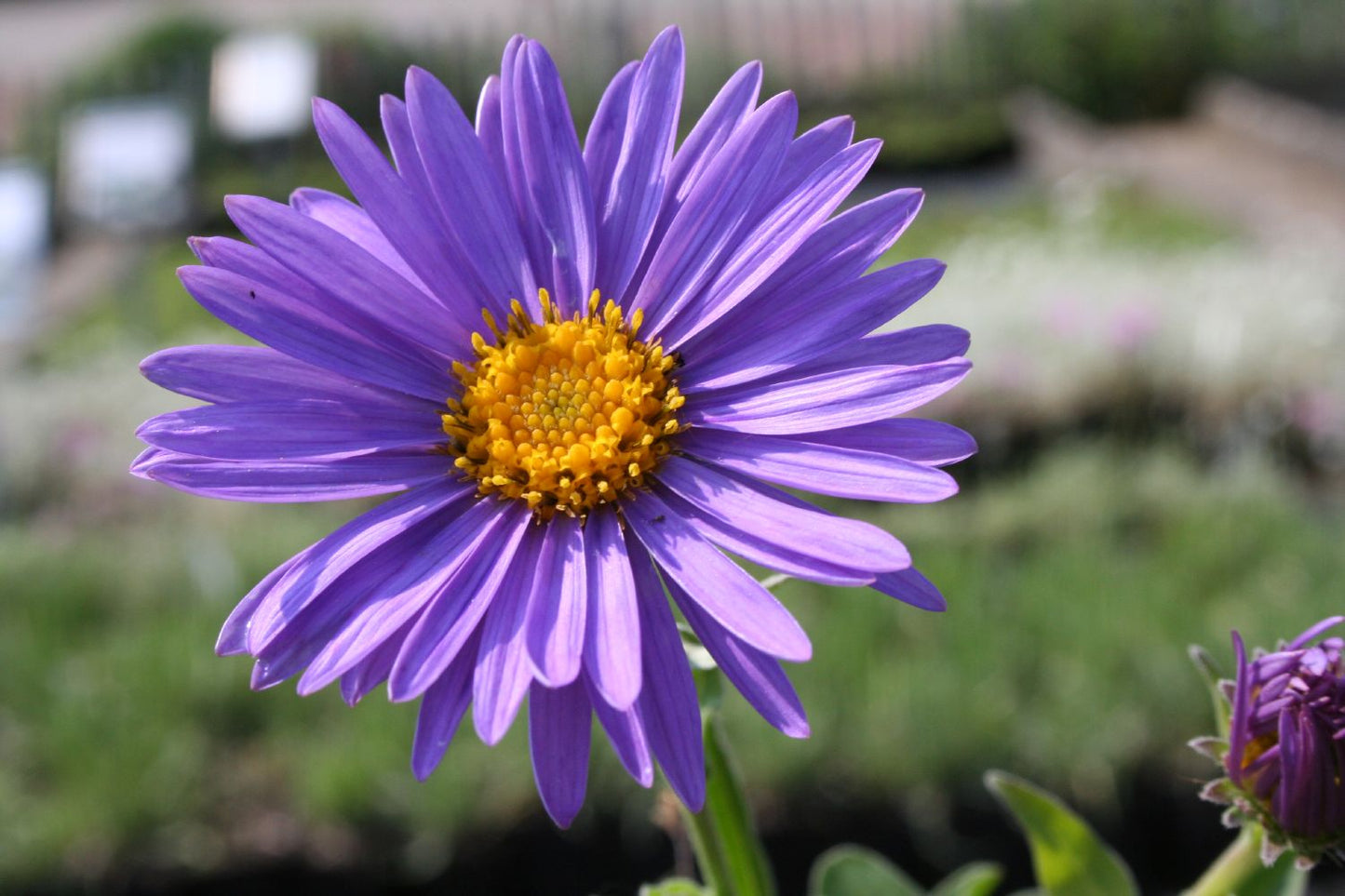 Aster alpinus 'Dunkle Schöne' Niedrige Gartenaster