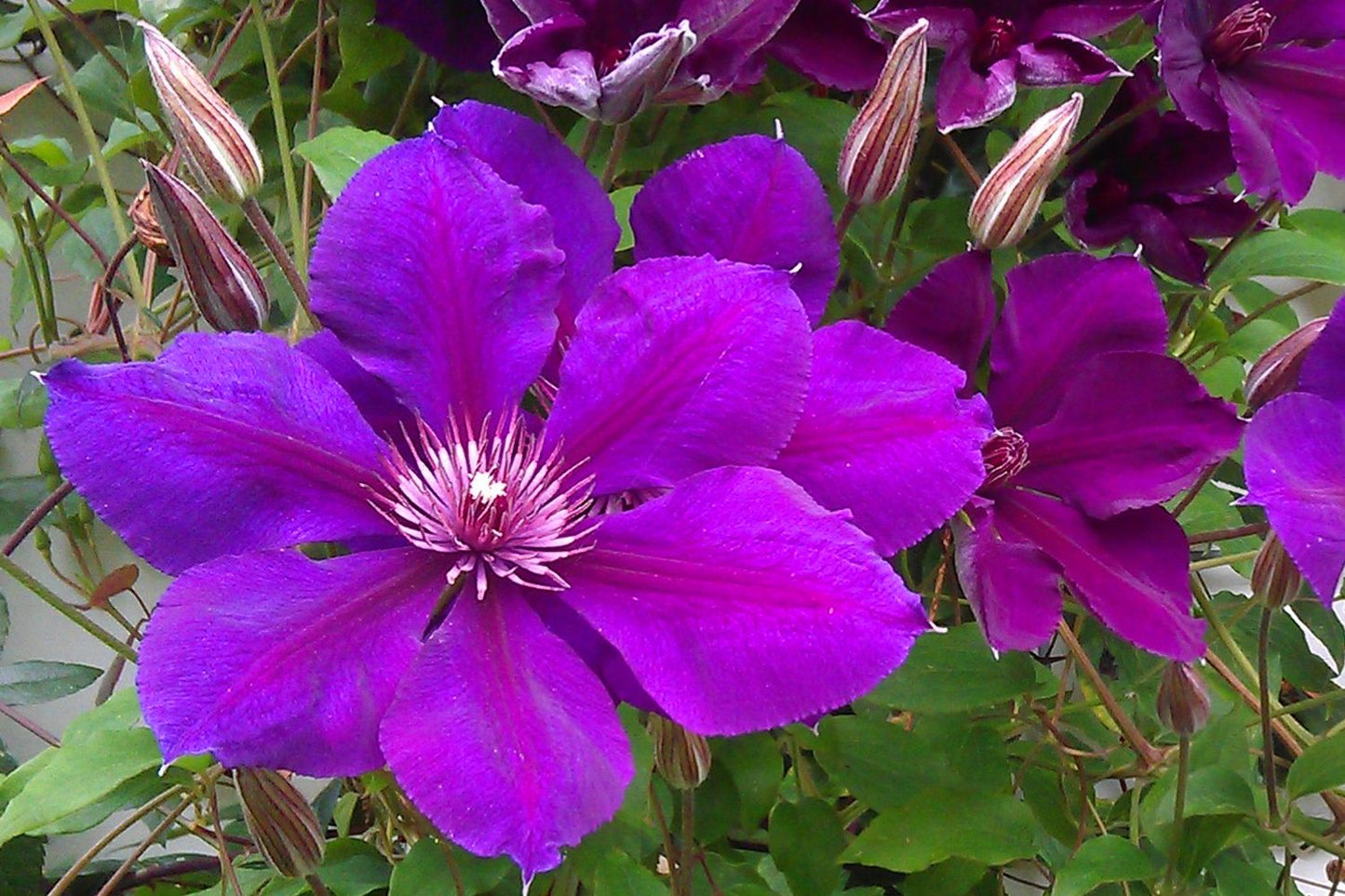 Clematis 'Gipsy Queen' Waldrebe 'Gipsy Queen'
