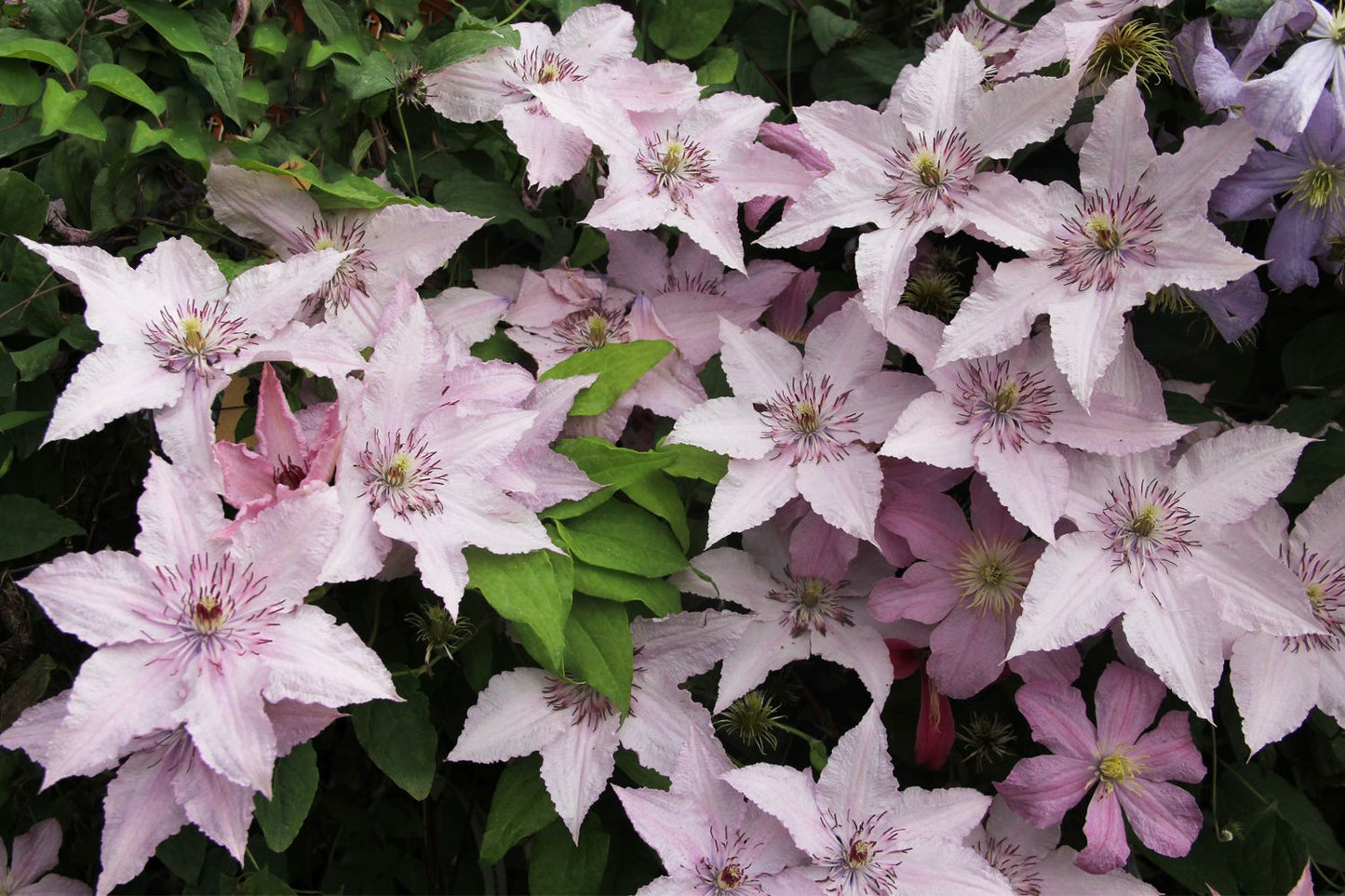 Clematis 'Hagley Hybrid' Waldrebe