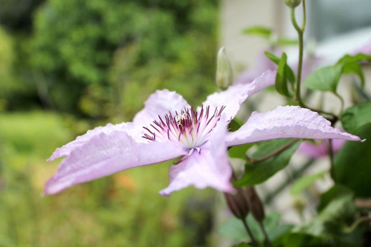 Clematis 'Hagley Hybrid' (Waldrebe)