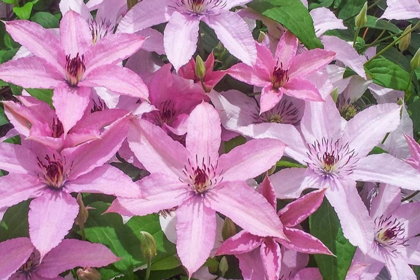 Clematis 'Hagley Hybrid' (Waldrebe)