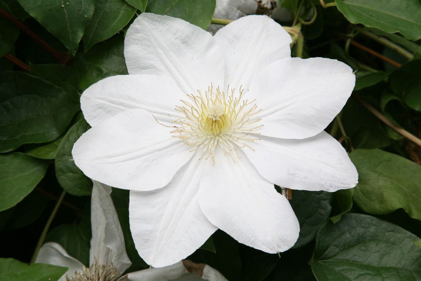 Clematis 'Madame Le Coultre' Waldrebe 'Madame Le Coultre'