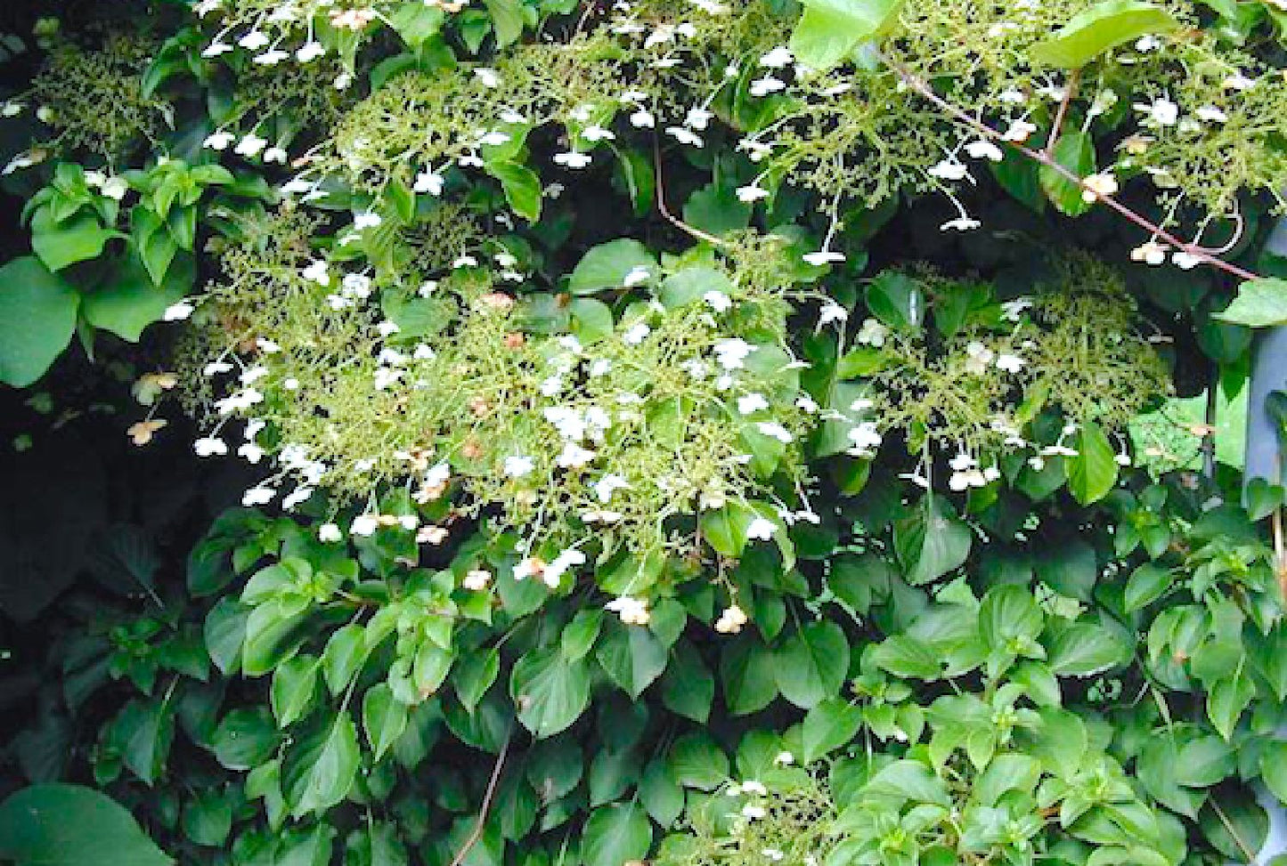 Hydrangea petiolaris Kletterhortensie